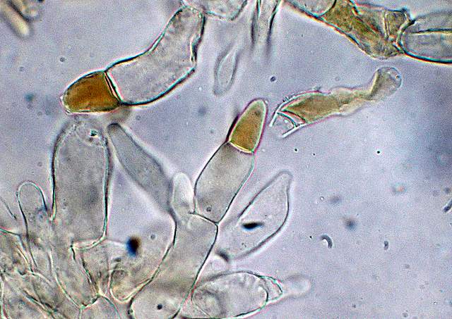 Xerocomus bubalinus   (Oolbekk. & Duin)  Redeuilh